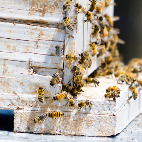 Bees at a beehive. 