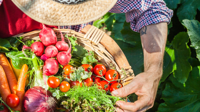 A gardener with a basket of fresh vegetables